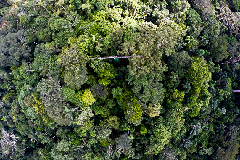 22042015-floresta-drone